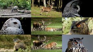 klicke hier, um die Datei herunterzuladen Wildpark