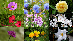 klicke hier, um die Datei herunterzuladen Zauberwelt Blumen