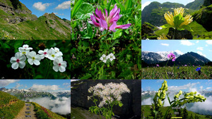 klicke hier, um die Datei herunterzuladen Blumen