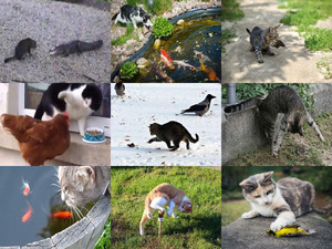 klicke hier, um die Datei herunterzuladen Katzen und Ihre Beutetrieb