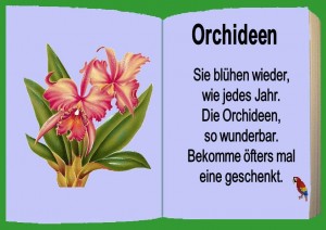 Orchideen 6