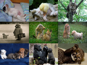 klicke hier, um die Datei herunterzuladen Tierfreunde 58