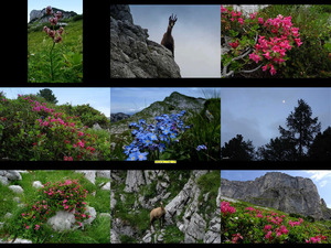 klicke hier, um die Datei herunterzuladen Wo die Alpenrosen blueh' n und die Gamse sind