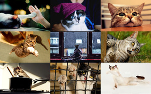 klicke hier, um die Datei herunterzuladen Lustige Katzen 1