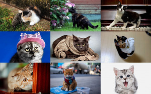klicke hier, um die Datei herunterzuladen Lustige Katzen 2