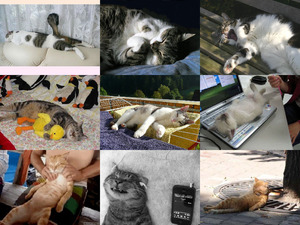 klicke hier, um die Datei herunterzuladen Katzen Relax