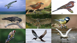 klicke hier, um die Datei herunterzuladen Vögel