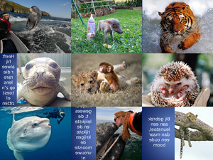 klicke hier, um die Datei herunterzuladen Ein paar tolle Tierbilder