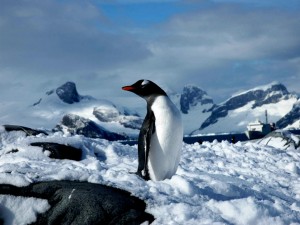 Antarctica Petermann Island