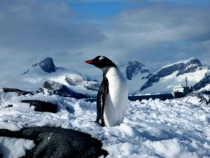 klicke hier, um die Datei herunterzuladen Antarctica Petermann Island