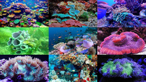 Welt die Korallen