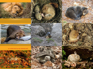 klicke hier, um die Datei herunterzuladen Tiere bereiten sich auf den Winter vor