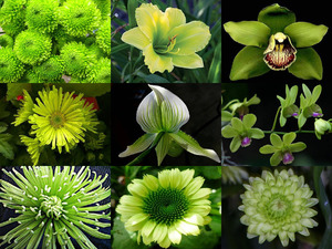 Green Flowers - Grne Blumen
