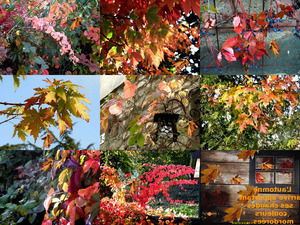 klicke hier, um die Datei herunterzuladen Die warmen Farben des Herbstes