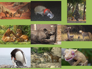klicke hier, um die Datei herunterzuladen Das überraschende Verhalten der Tiere