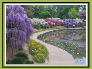 Japan-Ashikaga Flower Park-