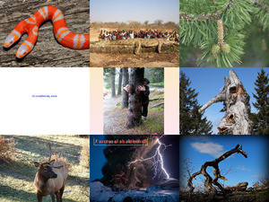 klicke hier, um die Datei herunterzuladen Curiosites de la nature -69-1