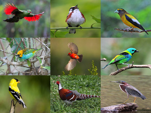 Beauty of Birds