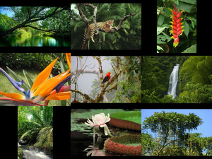 klicke hier, um die Datei herunterzuladen Amazonas Regenwald2