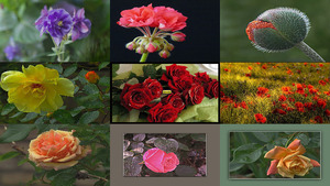klicke hier, um die Datei herunterzuladen Blumen 51