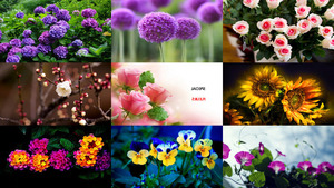 klicke hier, um die Datei herunterzuladen Besondere Blumen