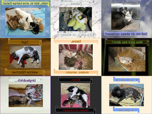 klicke hier, um die Datei herunterzuladen Grenzenlose Tierliebe