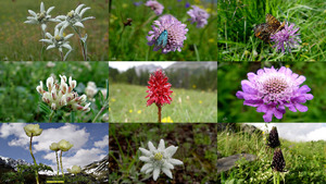 Alpenblumen in der Schweiz