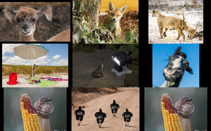 klicke hier, um die Datei herunterzuladen Tierfotos