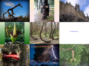 klicke hier, um die Datei herunterzuladen Curiosites de la nature