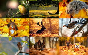 klicke hier, um die Datei herunterzuladen Autumn Animals