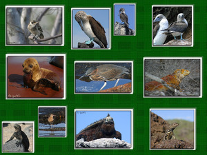klicke hier, um die Datei herunterzuladen Galapagos Inseln Fauna & Flora
