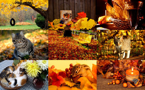 Beautiful Autumn - Judy - Schne Herbst
