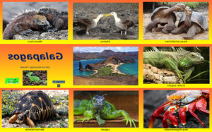 Galapagos