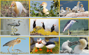 klicke hier, um die Datei herunterzuladen Herrliche Vogelwelt