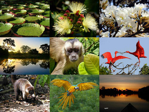 Pantanal Brasilien