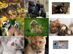 klicke hier, um die Datei herunterzuladen Tierfreunde 59
