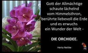 Orchideen 7
