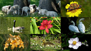 Tiere und Blumen