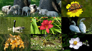 klicke hier, um die Datei herunterzuladen Tiere und Blumen