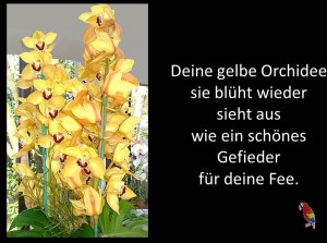 Orchidee 8