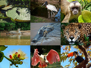 klicke hier, um die Datei herunterzuladen Pantanal