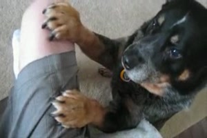 Dog Prayer