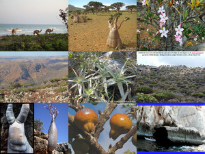 Socotra