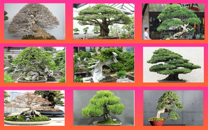 klicke hier, um die Datei herunterzuladen Bonsai