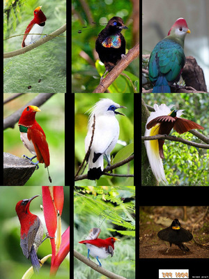 klicke hier, um die Datei herunterzuladen Vögel von Madagaskar