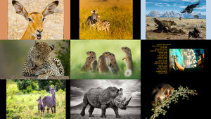 klicke hier, um die Datei herunterzuladen Tierwelt - 39