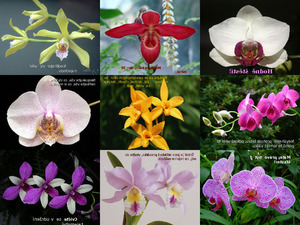 Schne Orchideen