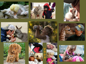 Tierfreundschaften 1