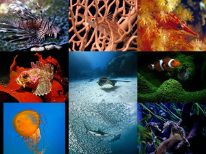 Unterwasserwelt Australiens