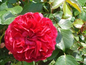 Rote Rosen Freddy Breck